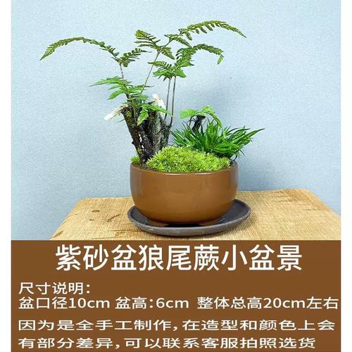 水培植物给水里加氧可以不换水吗，老根蕨类植物怎么养护的视频。