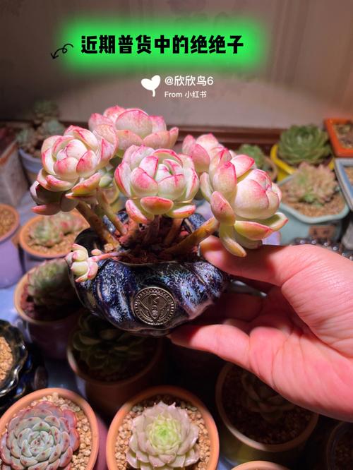 多肉香草好养吗，多肉植物香草的养护方法视频。