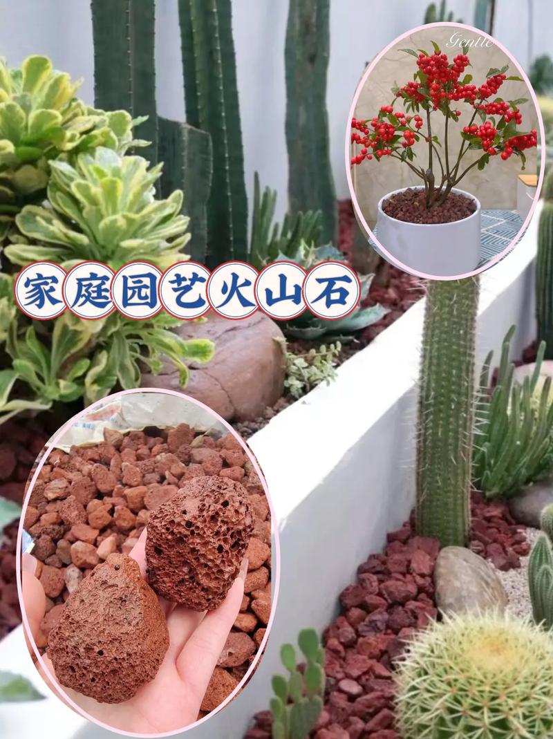 火山石花盆适合种什么，火山石上的植物怎么养护好。