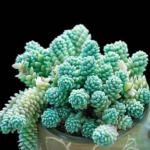 多肉植物旋叶姬星美人怎么养?旋叶姬星美人怎么浇水,姬星美人好养活吗。 观叶植物 多肉植物旋叶姬星美人怎么养?旋叶姬星美人怎么浇水,姬星美人好养活吗。 第2张 多肉植物旋叶姬星美人怎么养?旋叶姬星美人怎么浇水,姬星美人好养活吗。 观叶植物
