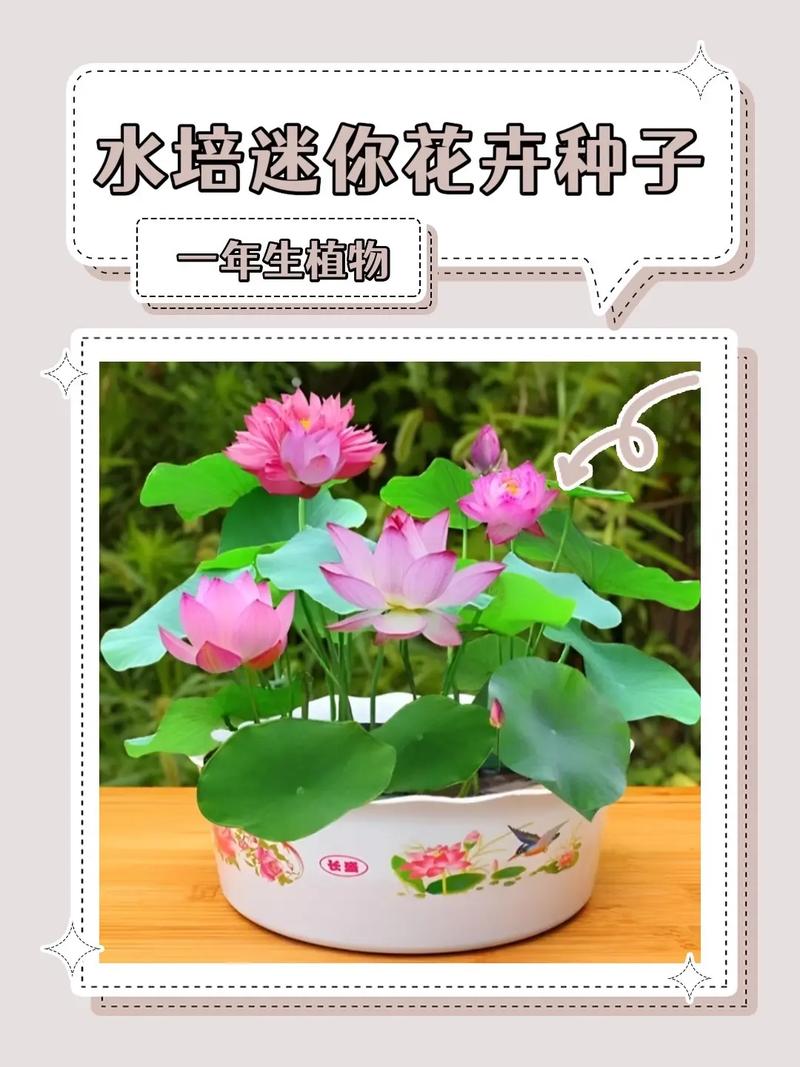 水培花的养殖方法，未来水生植物怎么养护的呢。  第2张 水培花的养殖方法，未来水生植物怎么养护的呢。 爬藤植物