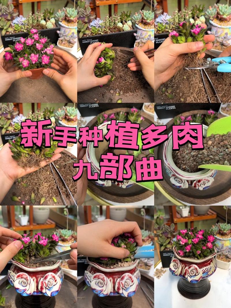 木桩多肉种植方法，长在木桩上的植物怎么养护好。