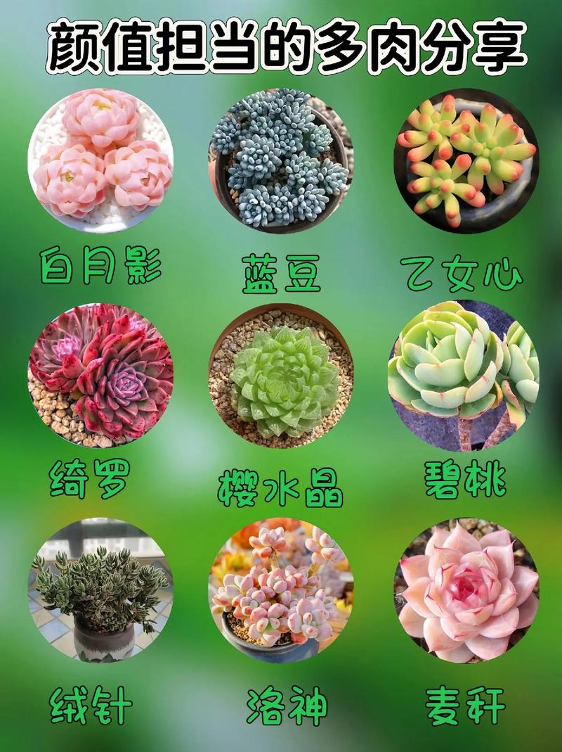 多肉和什么一起养最好，多肉植物组合苗的养护方法。