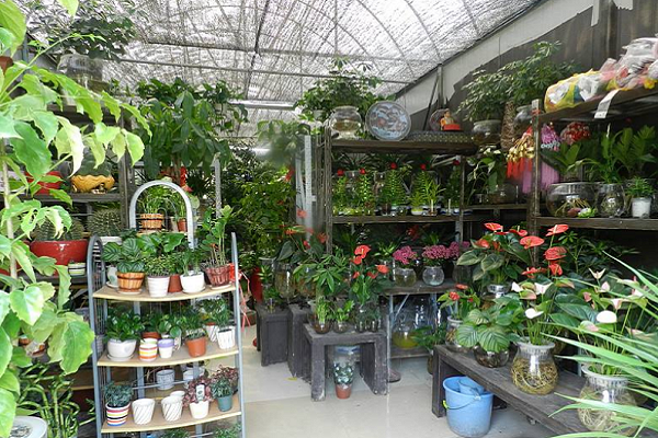 开花卉店怎么样，品牌店的植物养护怎么样啊。