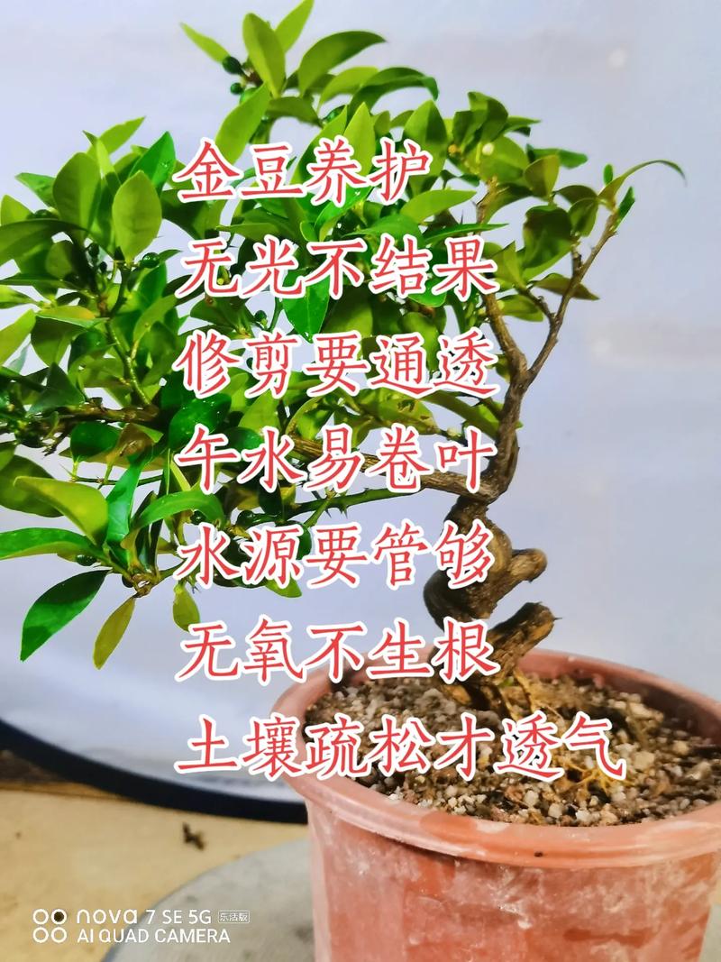 金豆苗怎么养，金豆植物什么样的好养护呢。