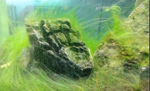 锦鲤鱼缸长丝藻用什么预防，水生丝状植物怎么养护的呢。