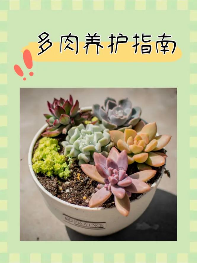 如何种植肉肉植物,我养的肉类植物怎样养护好。 植物栽培 如何种植肉肉植物,我养的肉类植物怎样养护好。 第2张 如何种植肉肉植物,我养的肉类植物怎样养护好。 植物栽培