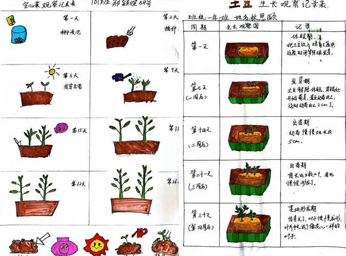 一年生草本植物，“一年生”是什么意思，一年生植物的养护措施。