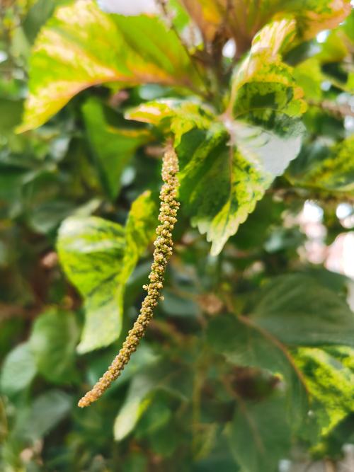 四季可种的花,红桑植物盆栽的养护方法有哪些。 灌溉技术 四季可种的花,红桑植物盆栽的养护方法有哪些。 第2张 四季可种的花,红桑植物盆栽的养护方法有哪些。 灌溉技术