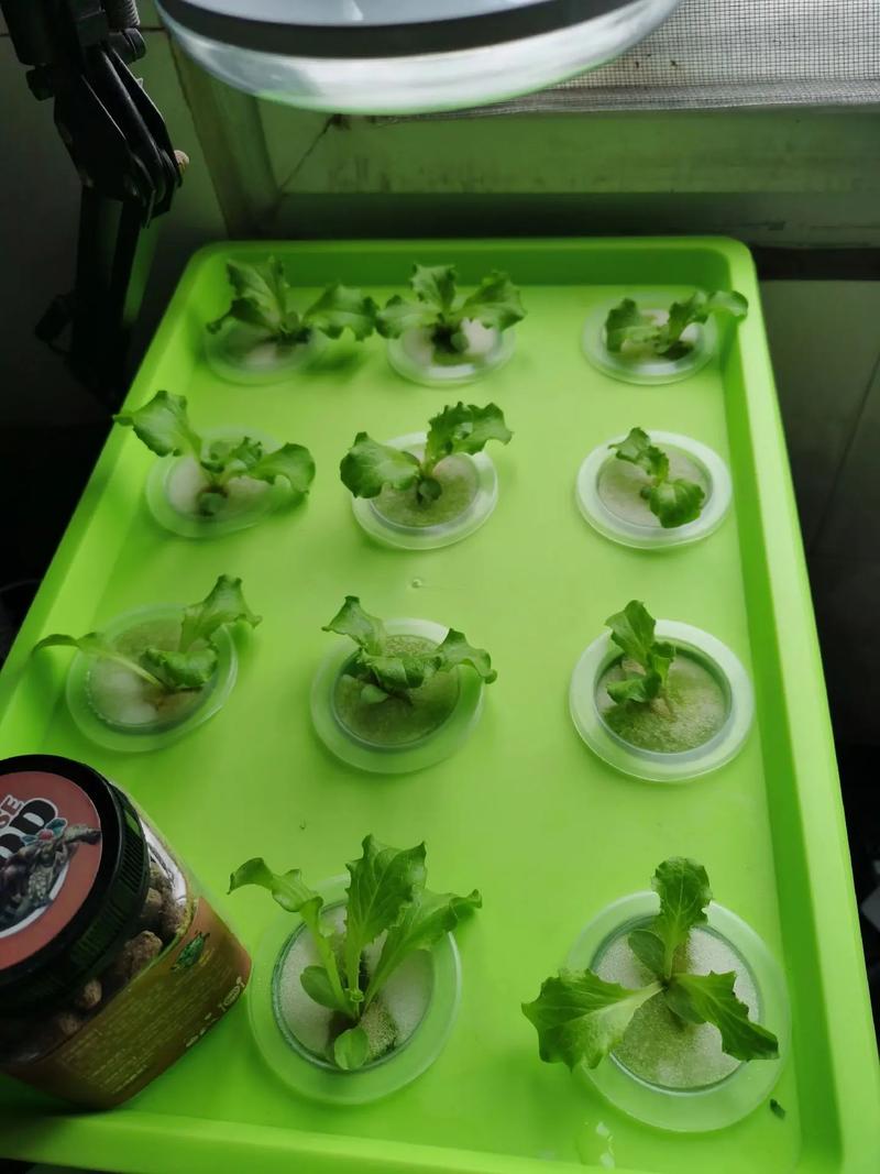 家庭水培蔬菜，你认为是否可行，校园水生植物的养护方法有哪些。  第2张 家庭水培蔬菜，你认为是否可行，校园水生植物的养护方法有哪些。 土壤管理