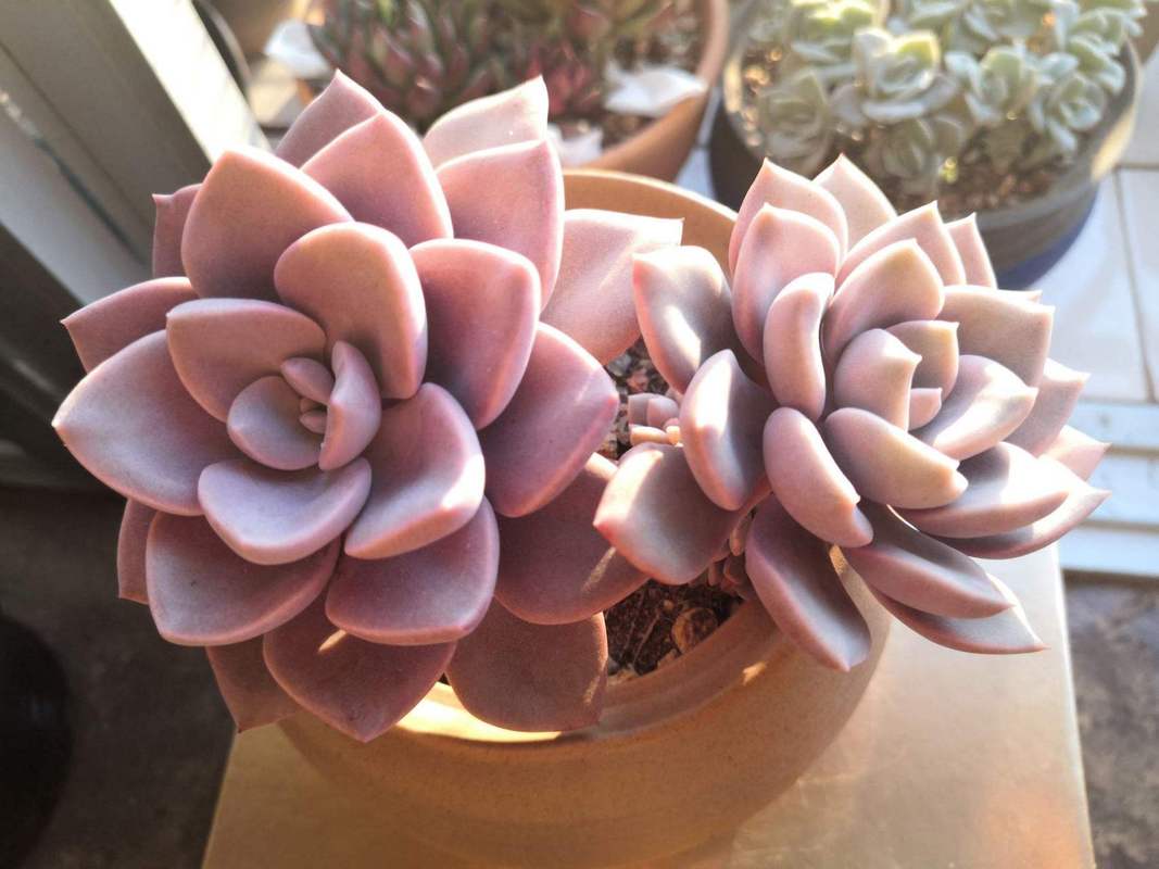 黛比缀化多肉怎么养护，黛比缀化植物怎么养护的视频。