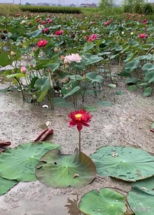 野钓时，池塘中有淤泥怎么才能有好收获，淤泥里的植物怎么养护呢视频。