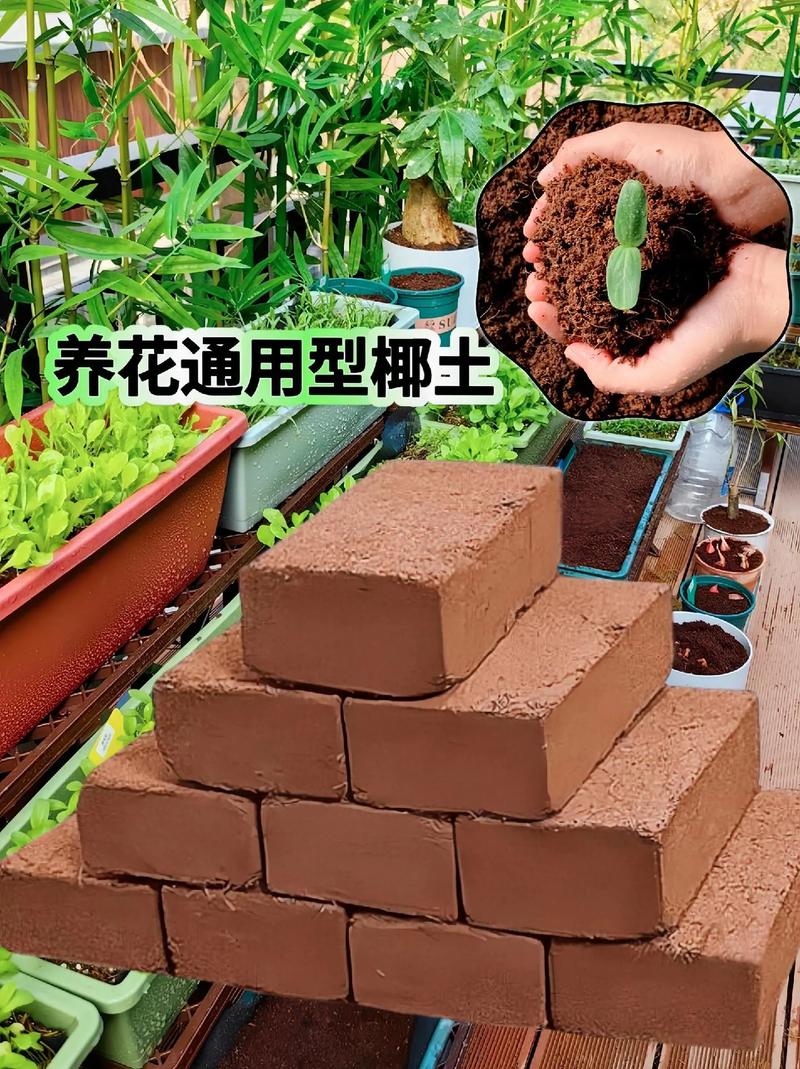 袖珍椰子的水培方法是什么,袖珍土培植物怎么养护的视频。 土壤管理 袖珍椰子的水培方法是什么,袖珍土培植物怎么养护的视频。 第2张 袖珍椰子的水培方法是什么,袖珍土培植物怎么养护的视频。 土壤管理