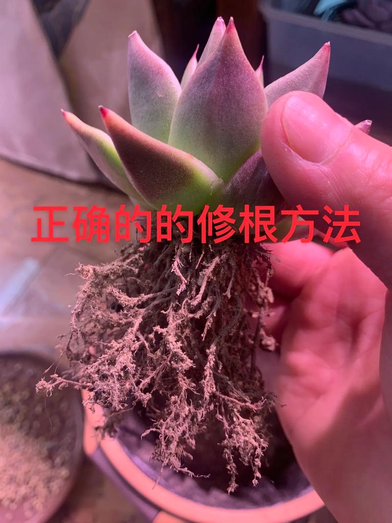 多肉修根放空瓶晾根可以吗,多肉植物修剪根的养护方法。 观叶植物 多肉修根放空瓶晾根可以吗,多肉植物修剪根的养护方法。 第2张 多肉修根放空瓶晾根可以吗,多肉植物修剪根的养护方法。 观叶植物