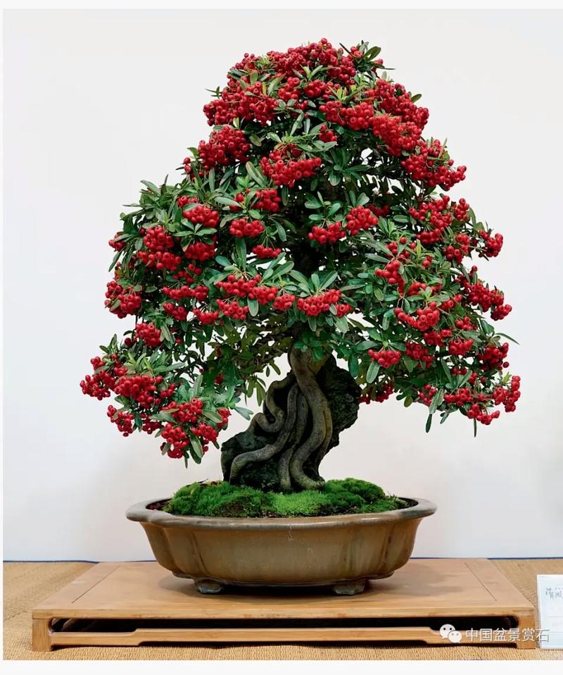 火棘盆景夏季高温时怎么养护，高温中的植物该如何养护呢。  第2张 火棘盆景夏季高温时怎么养护，高温中的植物该如何养护呢。 观叶植物