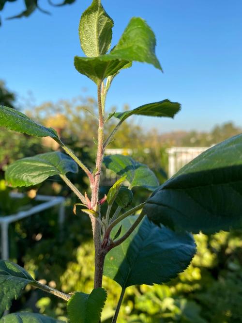 发芽后的苗木需要如何养护,刚收到的植物怎么养护好呢。 灌溉方法 发芽后的苗木需要如何养护,刚收到的植物怎么养护好呢。 第2张 发芽后的苗木需要如何养护,刚收到的植物怎么养护好呢。 灌溉方法
