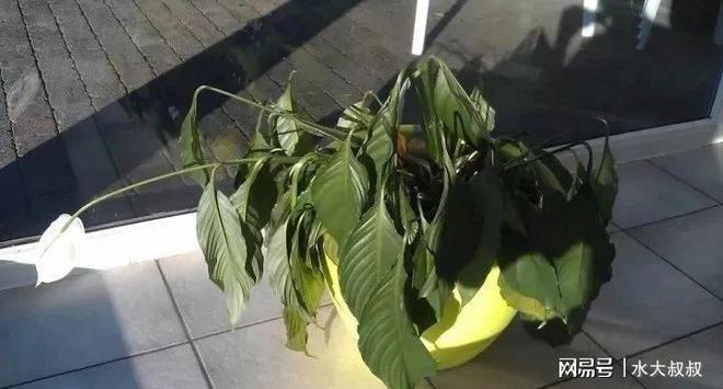 叶兰叶子发黑怎么办，黑化后的植物怎么养护呢视频。