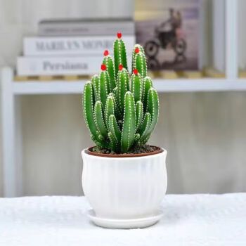 如何养仙人掌?是生活领域的问题吗,植物室内氧吧怎么养护的呢。 植物栽培 如何养仙人掌?是生活领域的问题吗,植物室内氧吧怎么养护的呢。 第2张 如何养仙人掌?是生活领域的问题吗,植物室内氧吧怎么养护的呢。 植物栽培