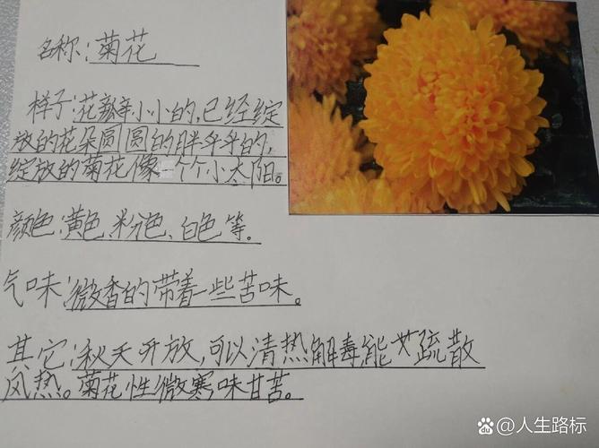 海岛春花种植方法和时间，菊花芯的养护植物是什么呢。