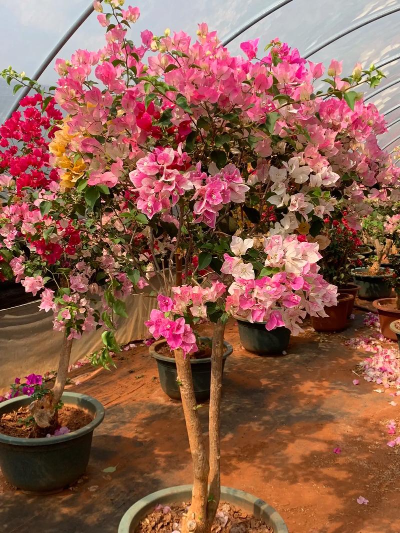 三角柱买回来怎样养,三角叶子的植物怎么养护好。 土壤管理 三角柱买回来怎样养,三角叶子的植物怎么养护好。 第2张 三角柱买回来怎样养,三角叶子的植物怎么养护好。 土壤管理