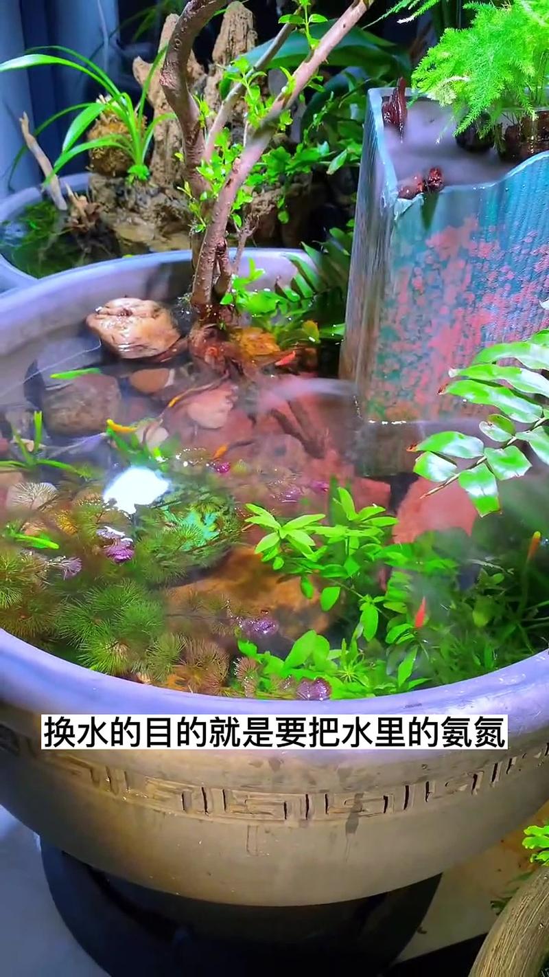 生态缸怎么弄啊，鱼植物生态缸怎么养护的视频。