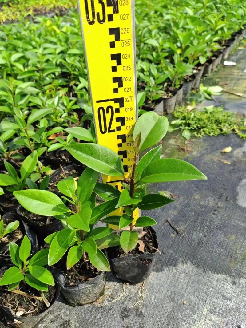 盐碱地改良方法,耐盐家养植物怎么养护的呢。 土壤管理 盐碱地改良方法,耐盐家养植物怎么养护的呢。 第2张 盐碱地改良方法,耐盐家养植物怎么养护的呢。 土壤管理