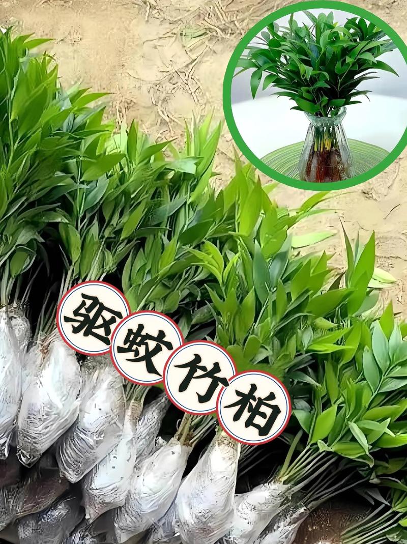 大家知道什么植物适合在南方夏天种植的吗，夏季养护不再难养的植物有哪些。