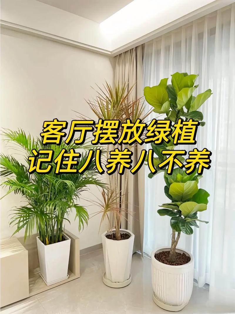 新房装修后，应该放些什么植物呢？为什么，刚装修好的植物怎么养护好。