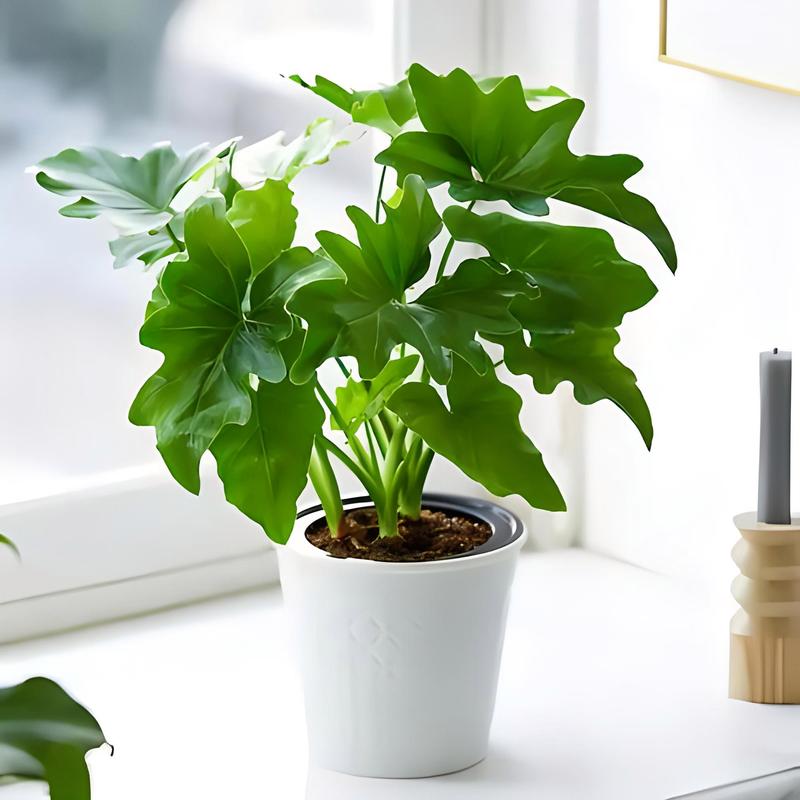 春雨植物冬天怎么养，如何选购养护春羽的植物呢。