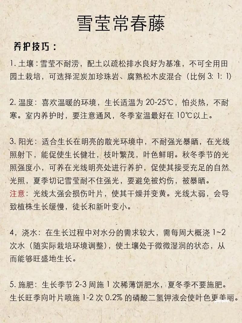 雪莹养护方法，雪莹植物的养护方法有哪些呢。