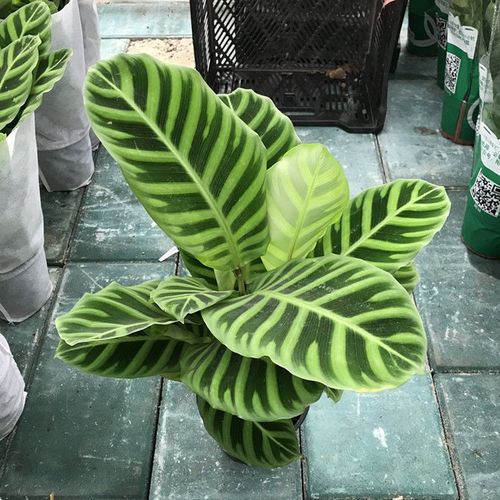 谁知道有一种观叶植物叫“天鹅绒”的，怎么养，天鹅绒面植物怎么养护的好。