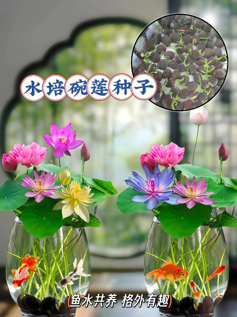 净水能力最强的水培植物，水生植物哪四种好养护的方法。