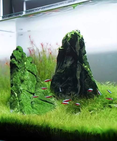 如何把植物固定在圆缸边缘，植物景观圆缸怎么养护的好。