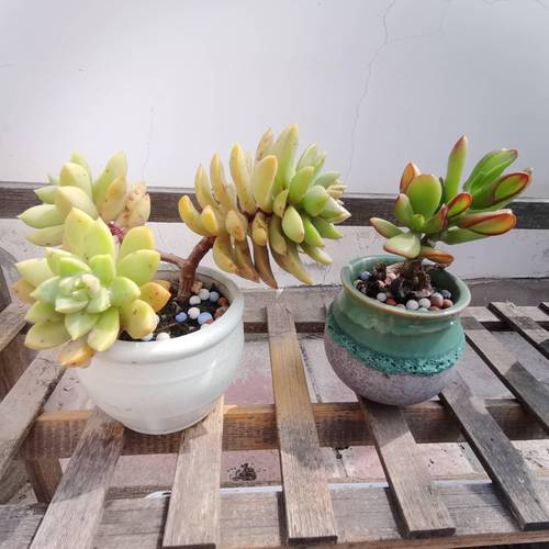 有哪些适合摆在室内的植物,室内易养护花草的植物有哪些。 植物栽培 有哪些适合摆在室内的植物,室内易养护花草的植物有哪些。 第2张 有哪些适合摆在室内的植物,室内易养护花草的植物有哪些。 植物栽培
