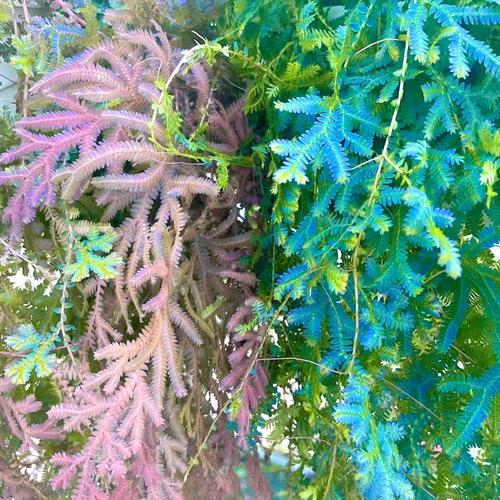 变色龙盆栽的养殖方法，变色龙植物怎么养护的呢视频。