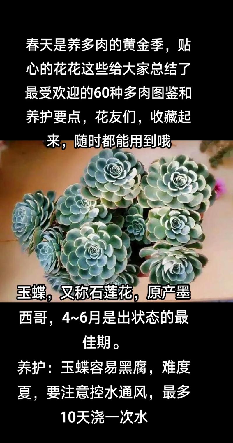 对多肉植物的养护和培育,你有什么心得可以分享,多肉养护视频教程。 园艺知识 对多肉植物的养护和培育,你有什么心得可以分享,多肉养护视频教程。 第2张 对多肉植物的养护和培育,你有什么心得可以分享,多肉养护视频教程。 园艺知识