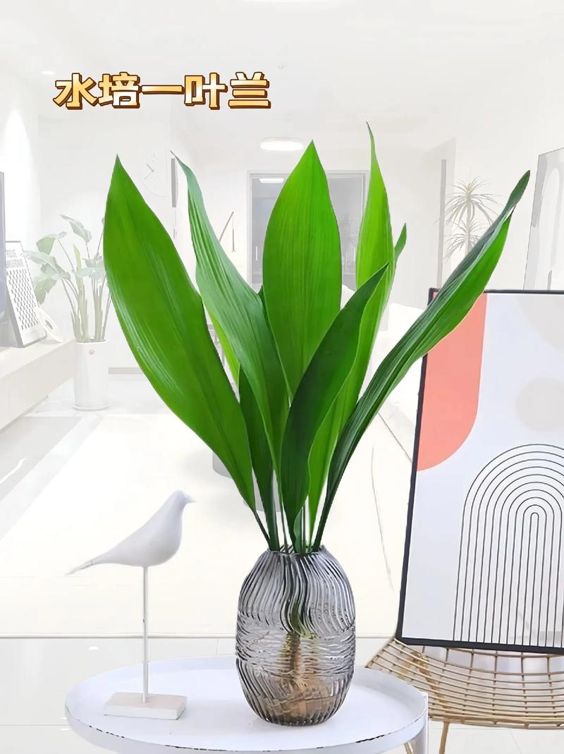 叶兰的养殖方法有哪些呢，大叶向阳植物怎么养护的呢。