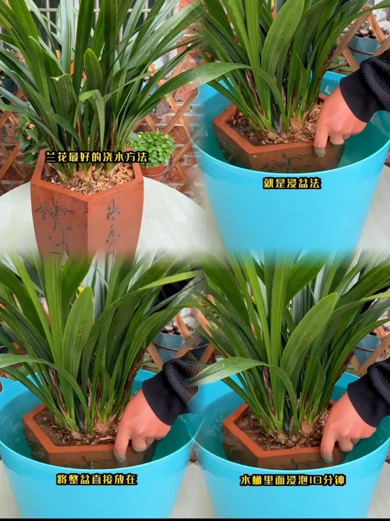 兰花定根水什么时候浇，树本植物怎么养护的好看一点。