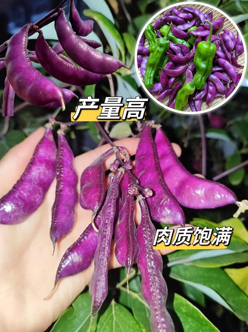 扁豆种子有几种品种，紫边绿叶植物怎么养护的视频。