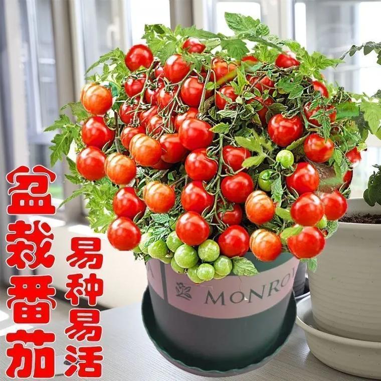 矮番茄盆栽种植的温度，矮生植物阳台怎么养护的视频。