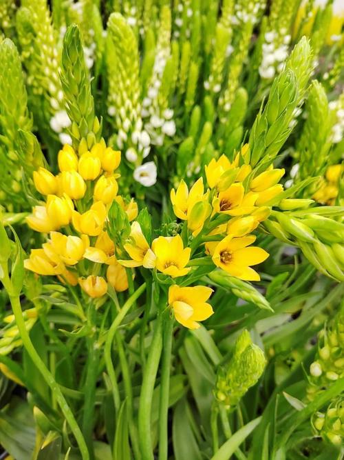 圣心百合开完花后怎样养护，养的开花植物怎么养护呢视频。