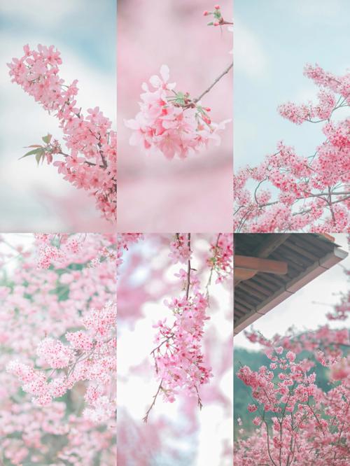 四季樱花怎么养,四季家庭植物怎么养护的呢。 树木 四季樱花怎么养,四季家庭植物怎么养护的呢。 第2张 四季樱花怎么养,四季家庭植物怎么养护的呢。 树木