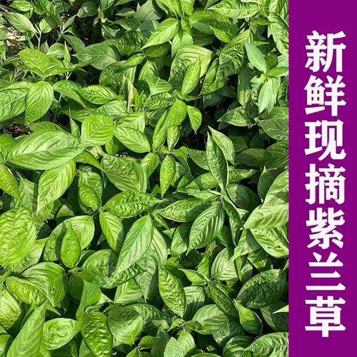 绿色天然染料是啥，植物洗染养护的作用是什么呢。