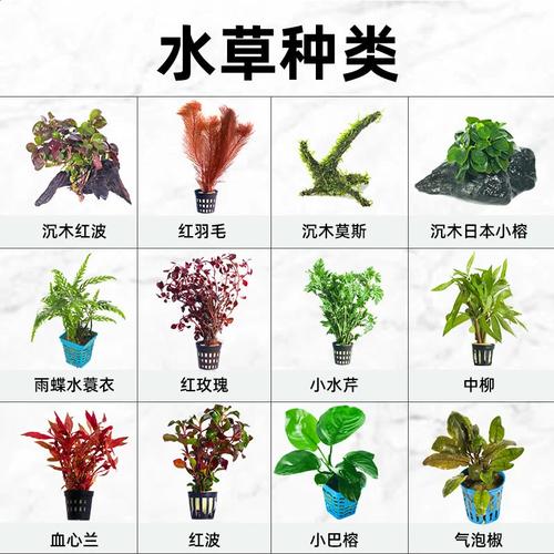 鱼缸水生植物怎么养，水生植物的种植及养护方法。