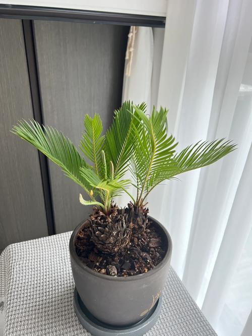 铁树盆景发芽怎么养护，冒芽盆栽植物怎么养护的好。