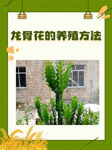 球类风景树种什么好，龙骨植物花境怎么养护的视频。