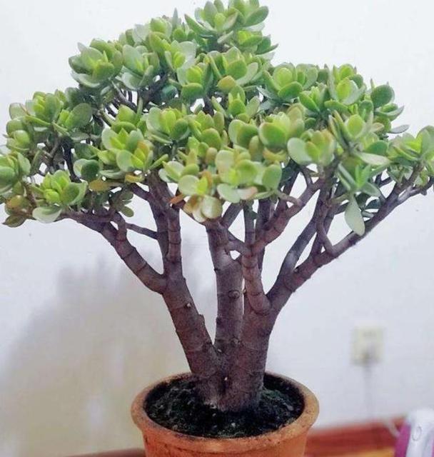 高原深盆适合种什么植物，高原盆栽植物怎么养护的好。