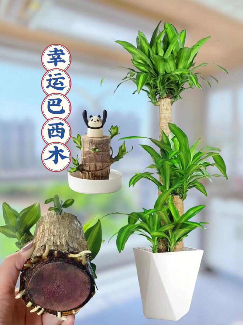 室内如何水培植物才能够长得好，不出问题，水生植物室内怎么养护的呢。
