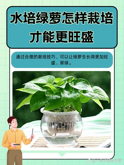 植物用土壤栽培、水培、气雾栽培，哪种栽培方式最好？需要注意什么呢，水培植物的栽培与养护方法。