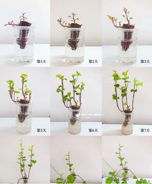 水培植物如何养得茂盛，水培植物长的好怎么养护呢。